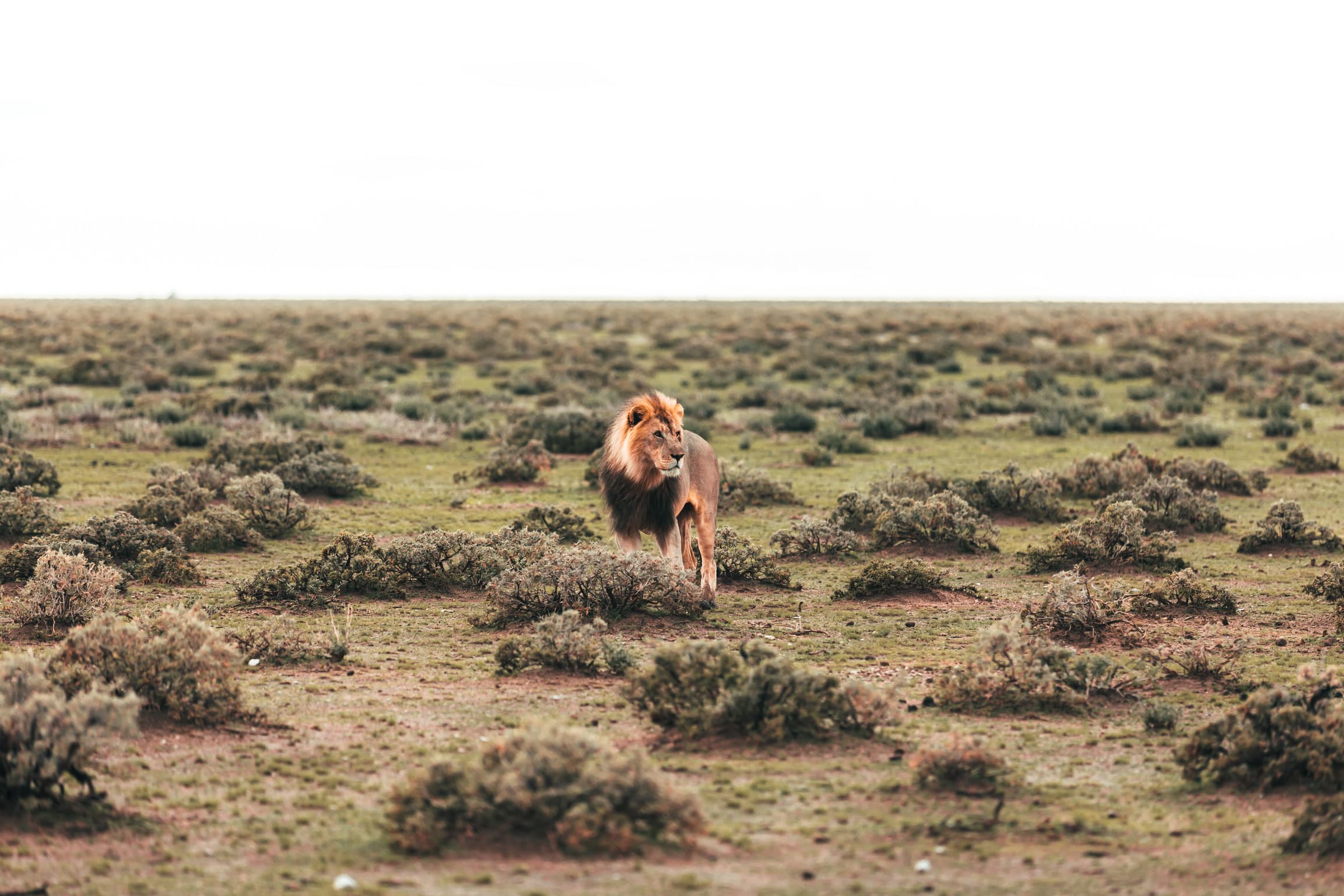 A lion walking through dry savanna scrub